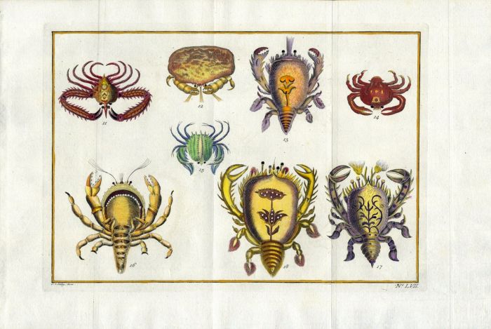 SCHLEY/PREVOST: CRUSTACEA D' AMBOINE CRAB print 1763