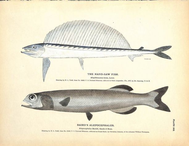 THE HANDSAW FISH & BAIRD'S ALEPOCEPHALUS print