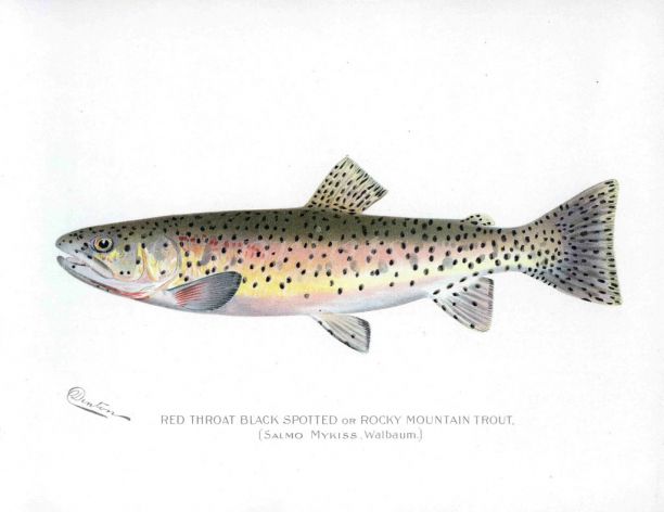 THE RED THROAT BLACK SPOTTED TROUT print (Salmo Mykiss)