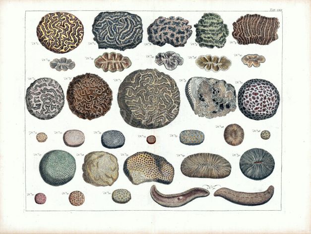 SEBA - MARINE LIFE: CORALS print (CNIDARIA) 1734 -1769