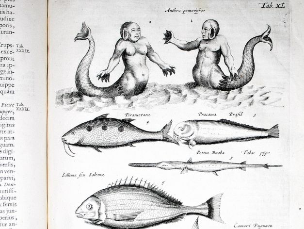 JONSTON & MERIAN - BOOK DETAIL