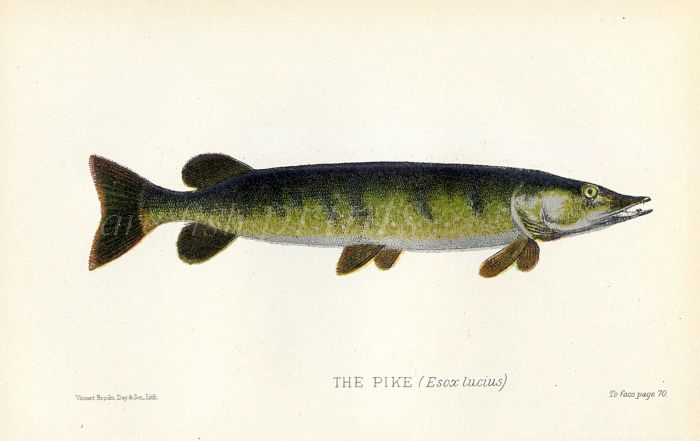 THE PIKE print ( Esox Lucius)