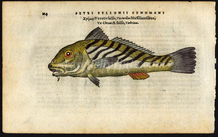 BELON WOODCUT FISH PRINTS - THE UMBRINA SHI DRUM 1553