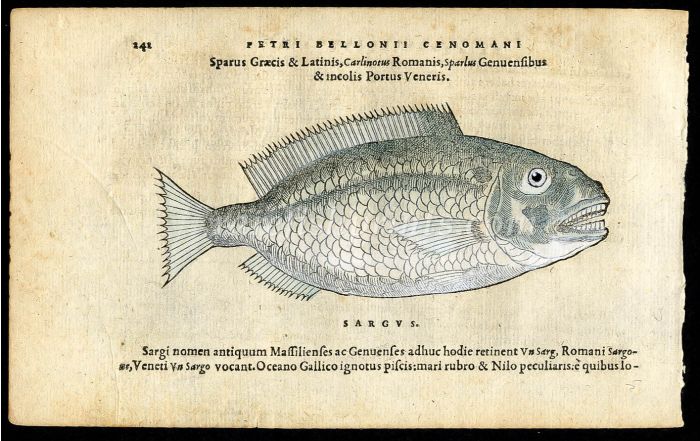 BELON WOODCUT FISH PRINTS - THE WHITE SEA BREAM - SARGUS 1553