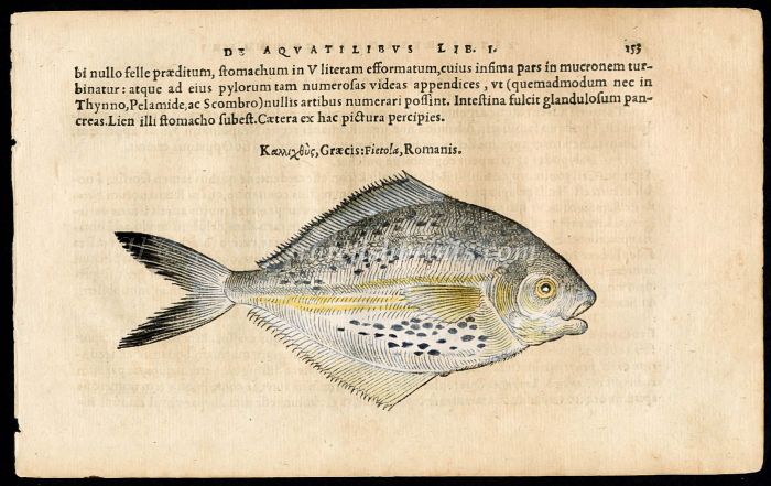 BELON WOODCUT FISH PRINTS - THE BUTTERFISH 1553