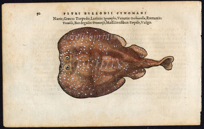 BELON WOODCUT FISH PRINTS - THE TORPEDO RAY 1553