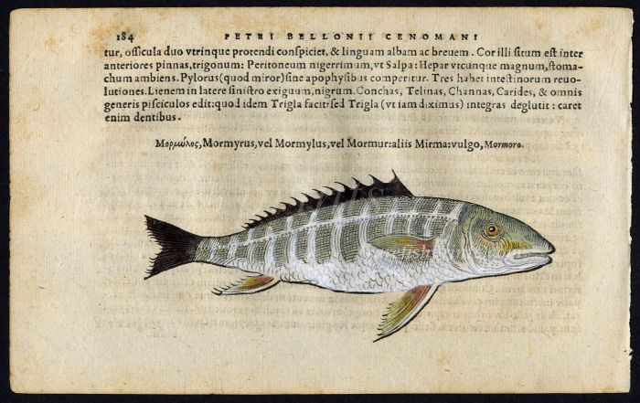 BELON WOODCUT FISH PRINTS - THE SAND STEENBRAS - STRIPED SEA BREAM - MORMYRUS 1553