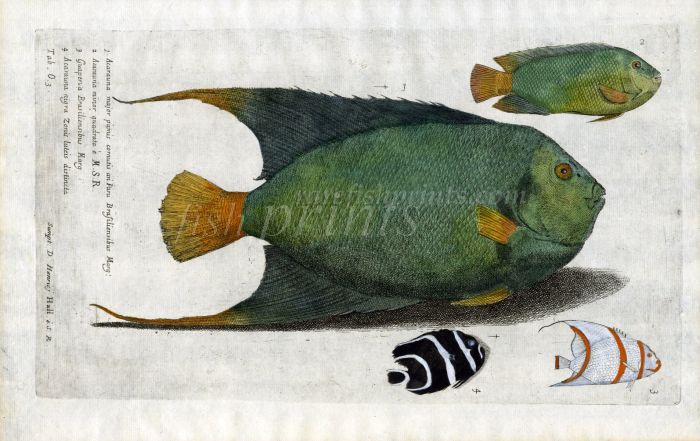 THE BRAZILIAN ANGELFISH - Acaruna major print