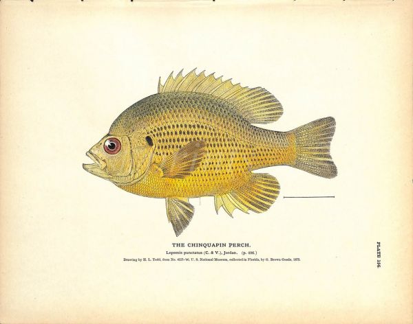THE CHINQUAPIN PERCH print