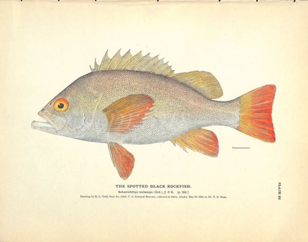 THE SPOTTED BLACK ROCKFISH print