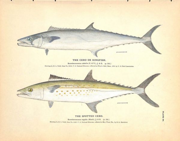 THE CERO OR KINGFISH & SPOTTED CERO print