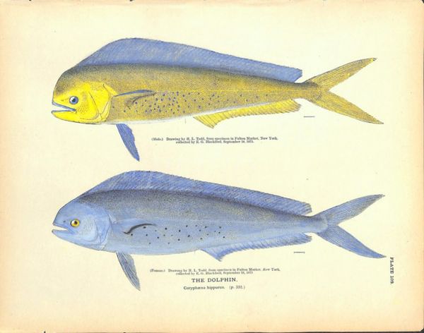 THE DOLPHIN or Mahi-mahi, Dorado print