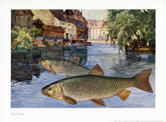 WAGNER - THE CHUB print