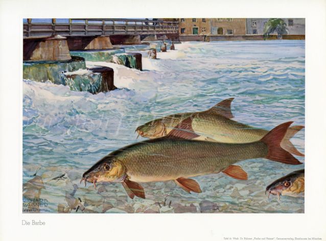 WAGNER - THE BARBEL print