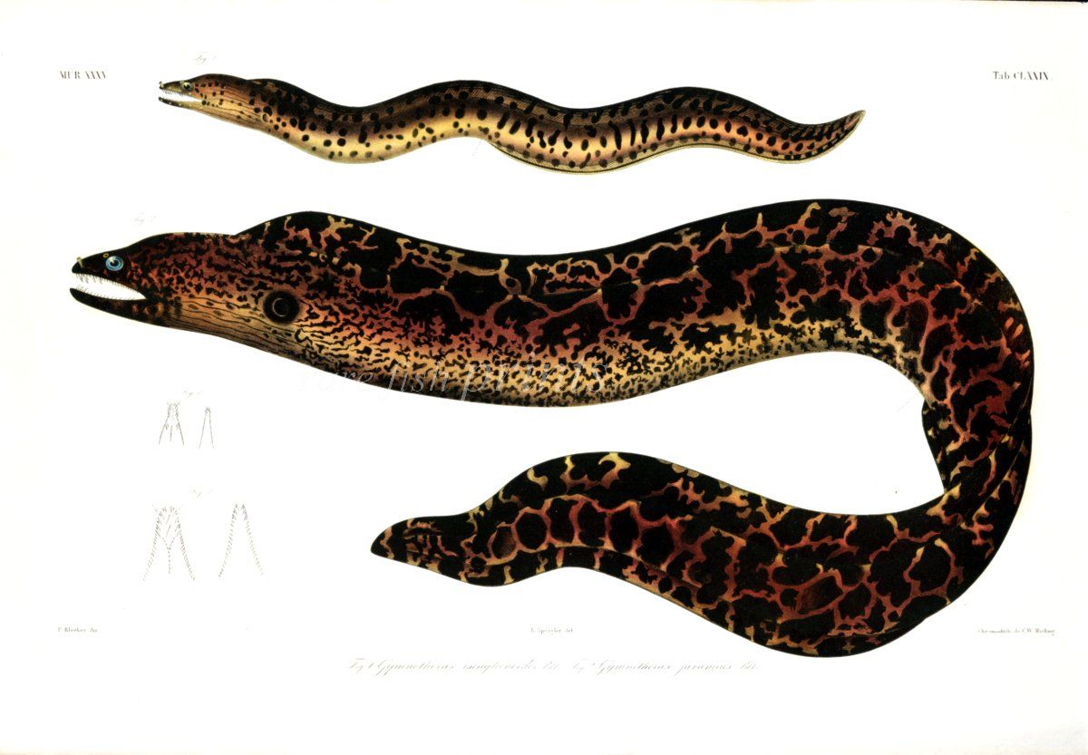 Faret vild matron beton GYMNOTHORAX JAVANICUS - THE GIANT MORAY eel print