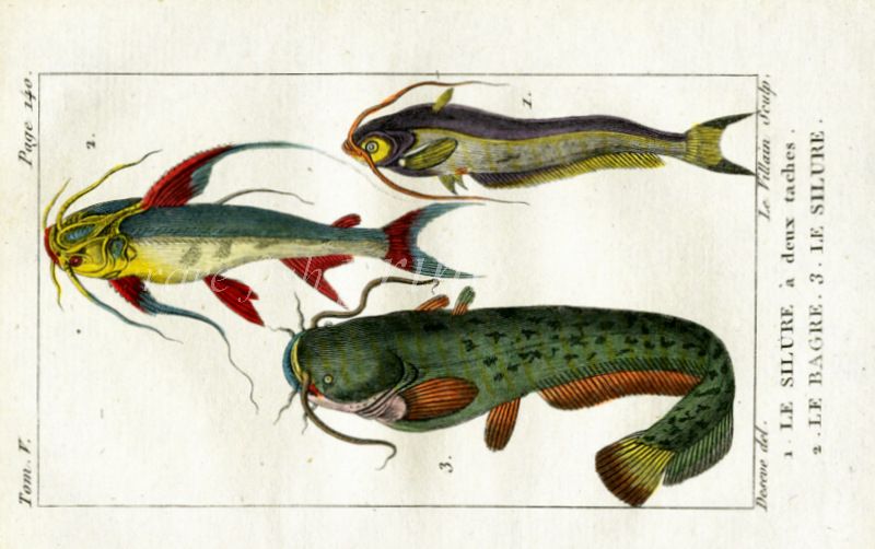 WELS CATFISH European Catfish Fishing Fish Art Drawing Print Picture MOUNTED 