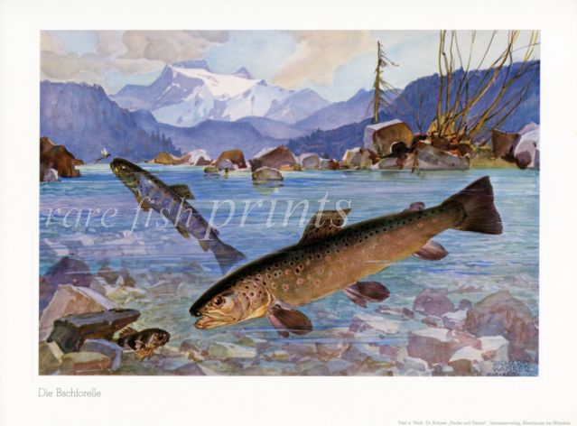 WAGNER - THE BROWN TROUT print