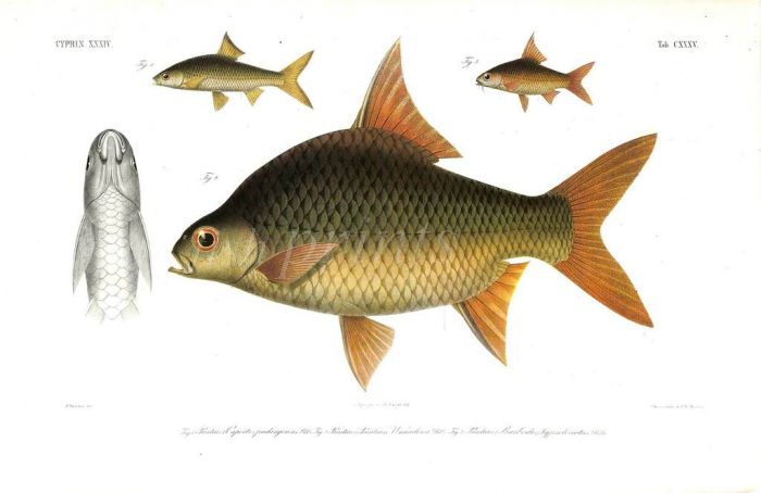 PUNTICIS PADANGENSIS, WAANDERSI, HYPSELONOTUS carp print