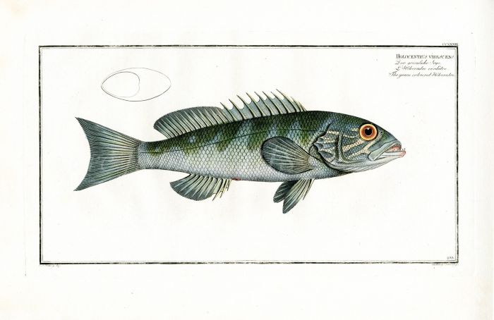 THE SQUIRRELFISH - GREEN COLOURED HOLOCENTRE  - Bloch fish print
