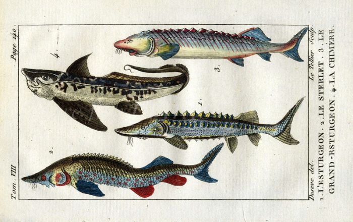 STURGEON & CHIMERA print