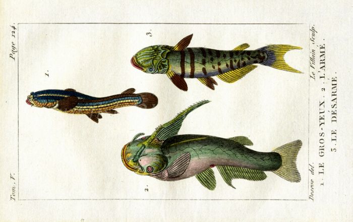 UNBARBED, HORNED SILURE CATFISH print