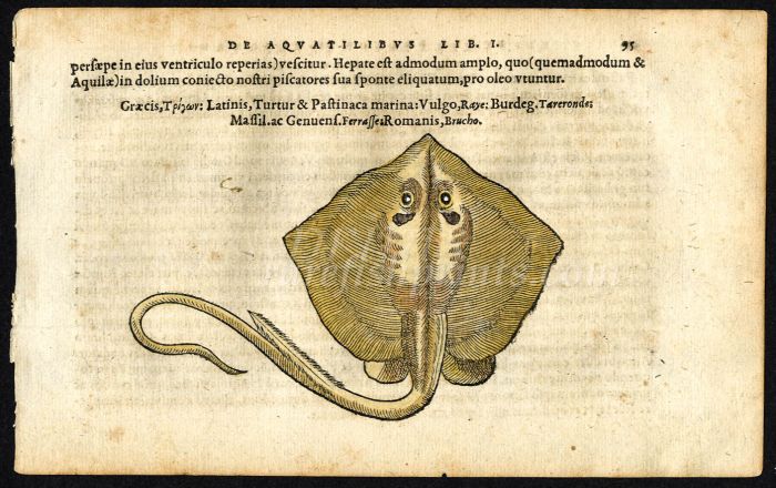 BELON WOODCUT FISH PRINTS - THE STINGRAY 1553