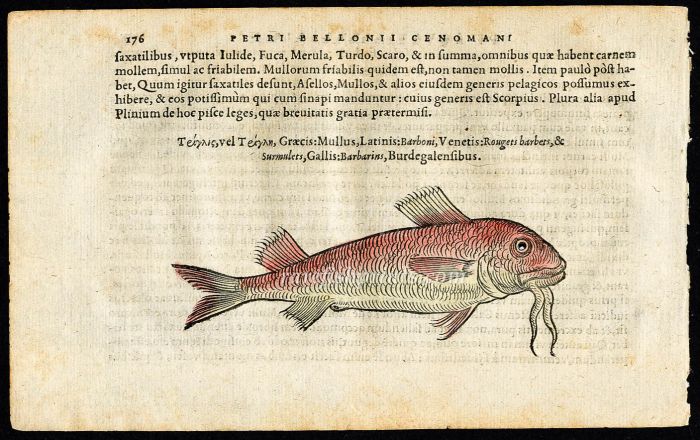 BELON WOODCUT FISH PRINTS - THE RED MULLET  - MULLUS 1553
