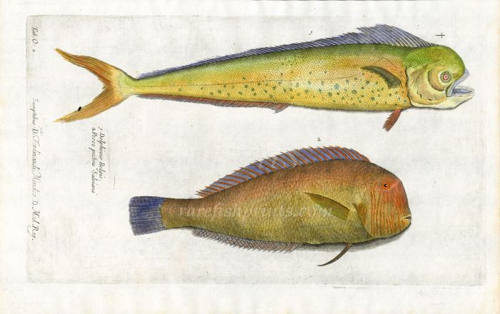 THE DOLPHINFISH MAHI-MAHI & RAZORFISH/CLEAVER WRASSE fish print