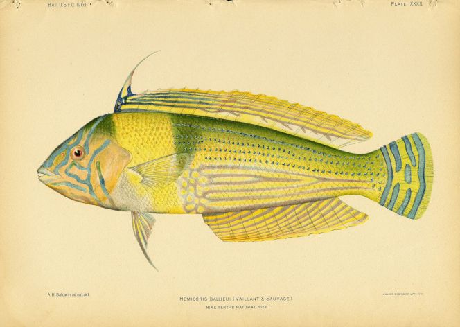 LIGHT COLOURED WRASSE print (Hemicoris Ballieui)