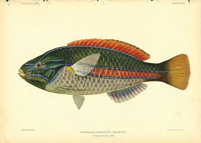 BLUELINED WRASSE print (Stethojulis Albovittata)