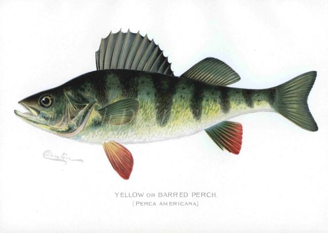 THE YELLOW PERCH print