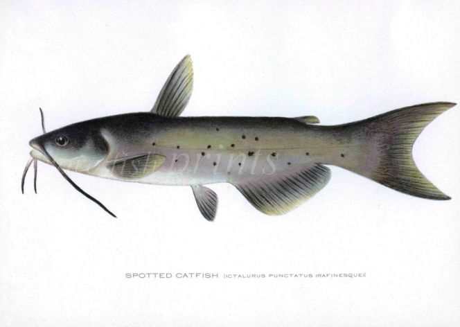 THE SPOTTED CATFISH