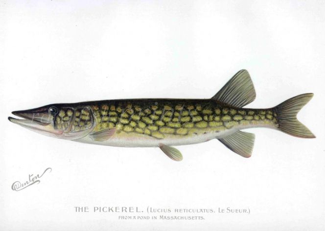 THE PICKEREL Massachusetts - PIKE