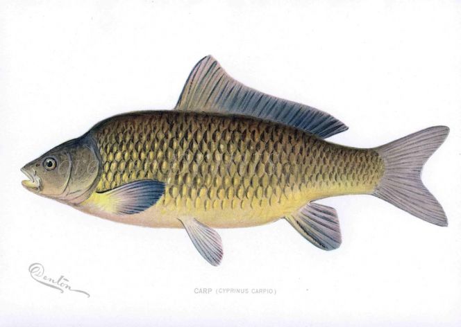 THE CARP