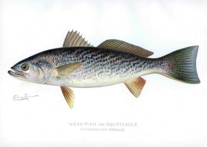 THE WEAK-FISH