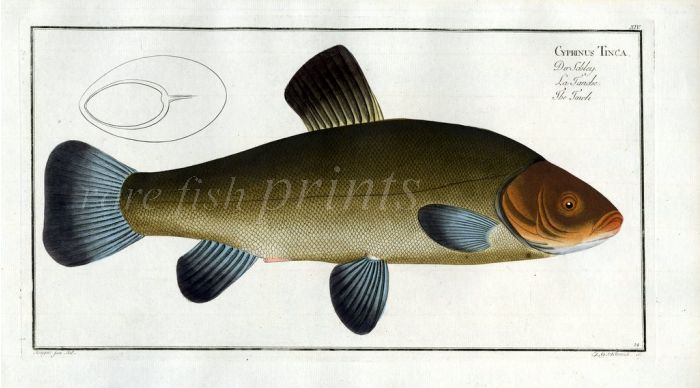 THE TENCH Bloch fish print 1758 (Cyprinus Tinca)