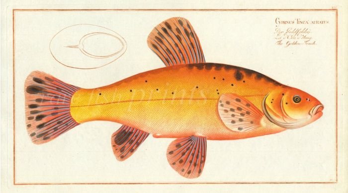THE GOLDEN TENCH Bloch fish print 1758 (Cyprinus Tinca Auratus)