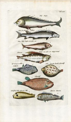 MERIAN & JONSTON - STURGEON, PUFFERFISH, BOXFISH - COPPERPLATE  1657