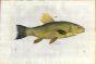 SALVIANI - THE TENCH fish print (Tinca)