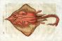 ALDROVANDI - THE LONG-NOSED SKATE woodcut fish print 1638