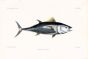 THE BLUEFIN TUNA -THUNNUS THYNNUS  print