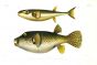 TETRAODON ARGENTEUS & CRAYRACION STELLATUS - STARRY PUFFERFISH print