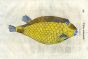 ALDROVANDI - THE BLUE BACKED TRUNKFISH woodcut fish print 1638 (Ostracion prior)