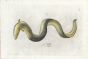 SALVIANI - THE EUROPEAN EEL fish print (Anguilla anguilla) 1554