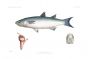 THE GREY MULLET - MUGIL CHELO fish print