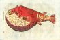 ALDROVANDI - THE GIANT PUFFERFISH woodcut fish print 1638
