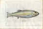 SALVIANI: THE TROUT OF LAKE GARDA - ITALY (Salmo carpio)  1554
