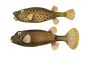  OSTRACION RHINORHYNCHOS & OSTRACION TETRAGONUS - HORNED-NOSE BOXFISH & DOTTED TRUNKFISH print