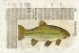 ALDROVANDI - THE TENCH fish print (Tinca)