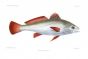 THE MEAGRE - ATLANTIC SHADEFISH  - SCIAENA AQUILA fish print